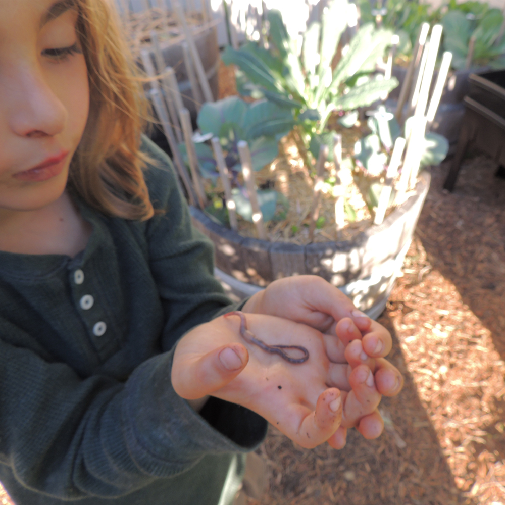 Kid holding worm in hand in garden