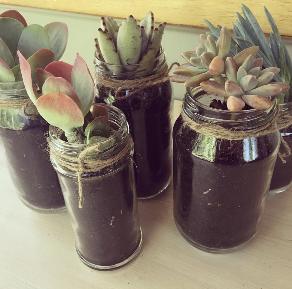Five plants placed in glass jars