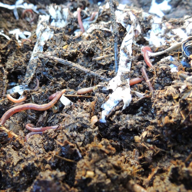 Starting a Worm Farm - Modern Teaching Blog