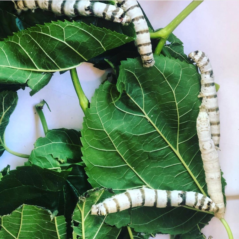 Silkworms moving around green leaves