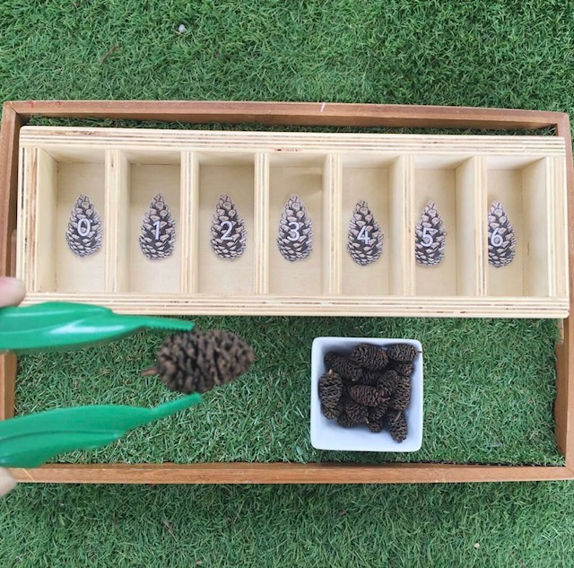 Tweezers being used to place bud cones in sorting box