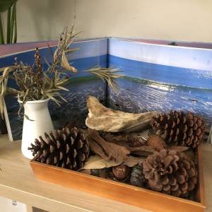 Pine cones and tree bark in wooden tray with open book display ocean behind square