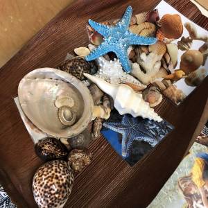 seashells in wooden tray